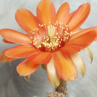 567 Chamaecereus silvestrii hybrid