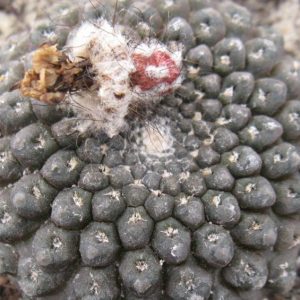 Thelocephala riparia GM1204 насіння