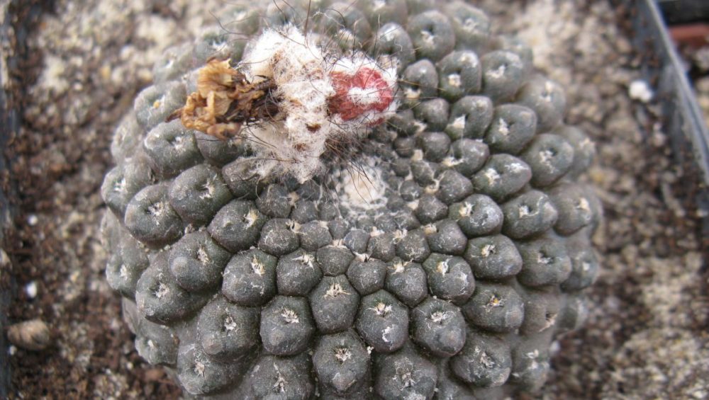 Thelocephala riparia GM1204 насіння