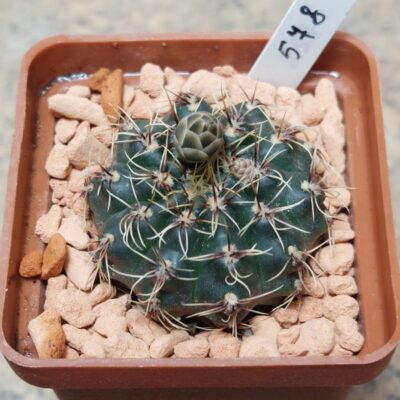 578 Gymnocalycium erinaceum v. paucisquamosum