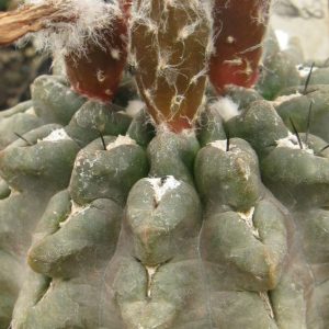 Thelocephala occulta LB насіння