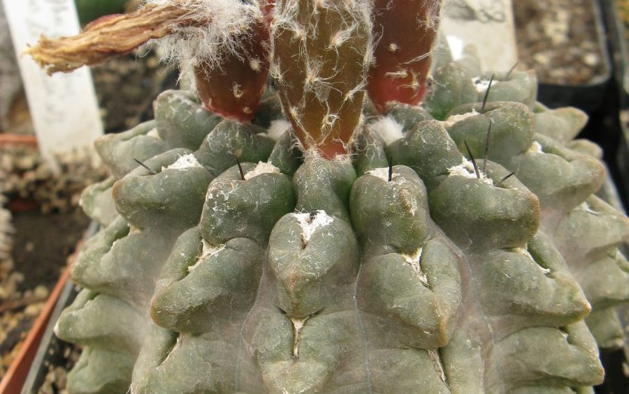 Thelocephala occulta LB насіння