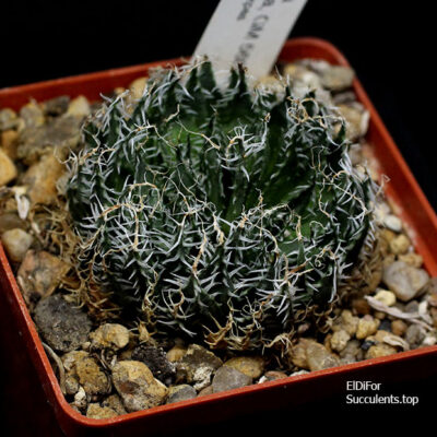 насіння S4 haworthia isomorpha x haw seeds