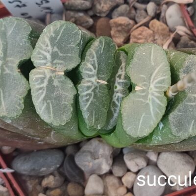 насіння S395 haworthia truncata Gyoku-ichi x haw seeds