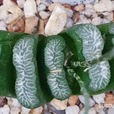 насіння haworthia S516 truncata selection  seeds