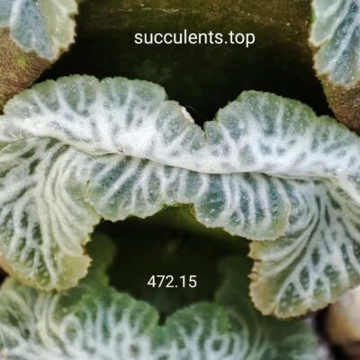 насіння S472.15 haworthia truncata selection seeds