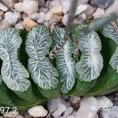 насіння S397.2 haworthia truncata selection seeds