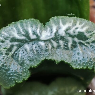 насіння S472.17 haworthia truncata selection seeds