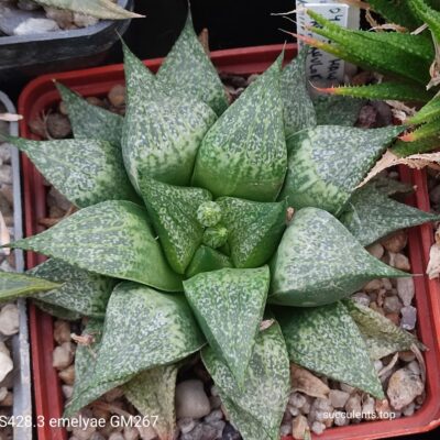 насіння S428 haworthia emelyae picta GM267 seeds