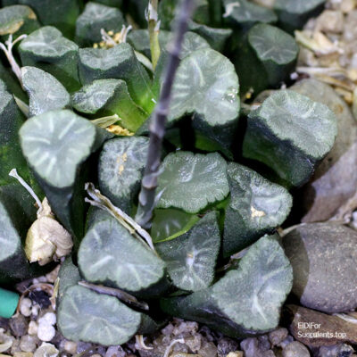 насіння haworthia maughanii seeds