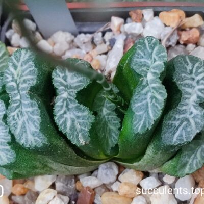 насіння S472.20 haworthia truncata selection seeds