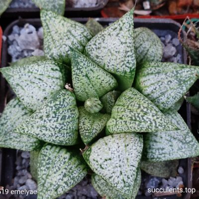 насіння S516 haworthia emelyae selection seeds