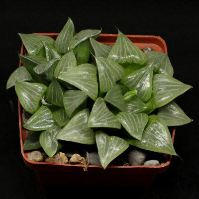 насіння haworthia S50 x S49 compt x emelyae x haw seeds