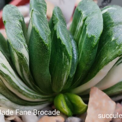 насіння S468 haworthia Jade Fan Brocaje variegata x haw seeds