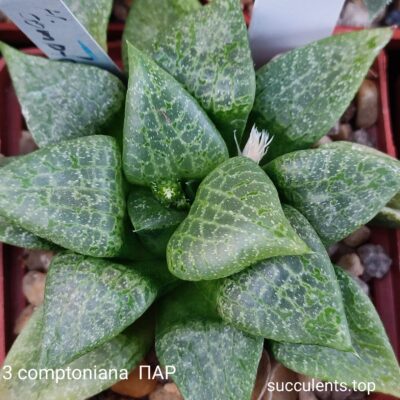 насіння S422 haworthia comptoniana ПАР seeds