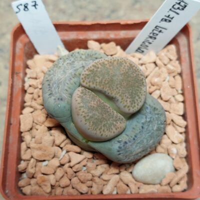 587 Lithops terricolor -Prince Albert- , вік 7 років
