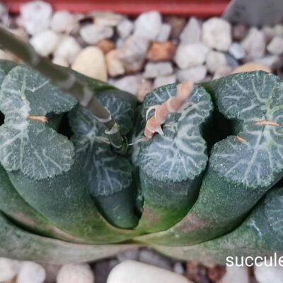 насіння S406 haworthia truncata selection seeds