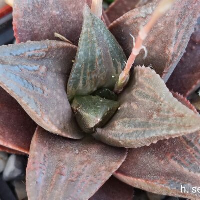 насіння S364 haworthia selection seeds