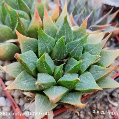 насіння S351 haworthia emelyae DDV97.44 seeds