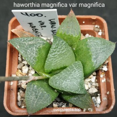 насіння S616 haworthia magnifica magnifaca x haw seeds