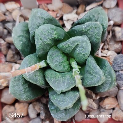 насіння S457 haworthia selection seeds
