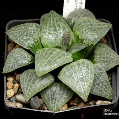 насіння haworthia Blue haze x haw seeds