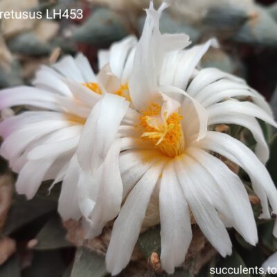 насіння ariocarpus retusus LH453  seeds