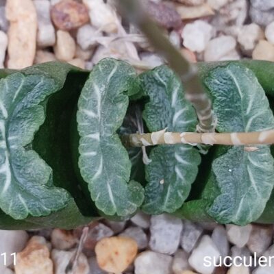 насіння S472.11 haworthia truncata selection seeds