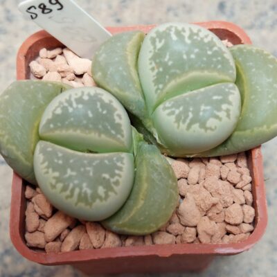 589 Lithops marmorata весь горщик , вік 8 років