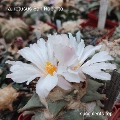 насіння Ariocarpus retusus San Roberto 38.1 seeds (