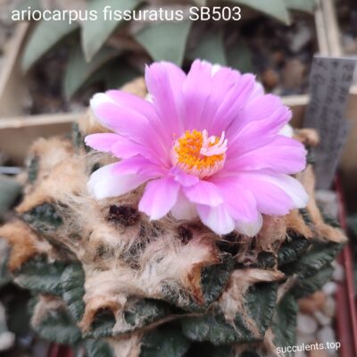 насіння ariocarpus fissuratus SB503 seeds