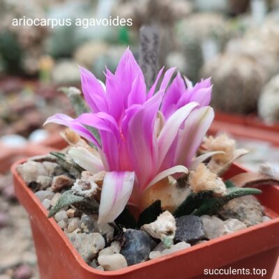 насіння Ariocarpus agavoides seeds
