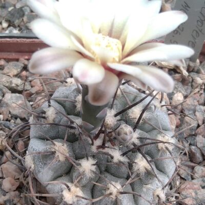 Gymnocalycium ochoterenae v. cinereum -selection- MG-seeds-насіння-