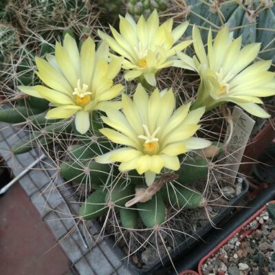 Dolichothele longimamma REPP2144 -seeds-насіння-