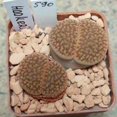 590 Lithops hookeri -Big form- вік 7 років