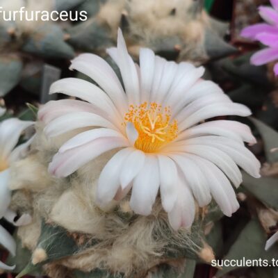 насіння ariocarpus furfuraceus seeds