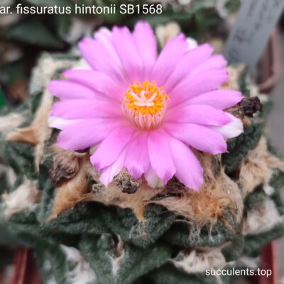 насіння ariocarpus fissuratus hintonii SB1568 seeds