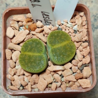 594 Lithops lesliei v.albinica весь горщик , вік 6 років