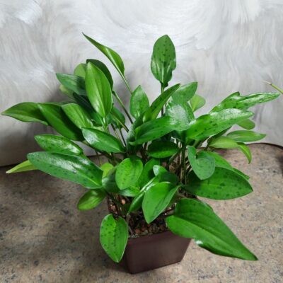 598 Ledebouria petiolata весь горшик