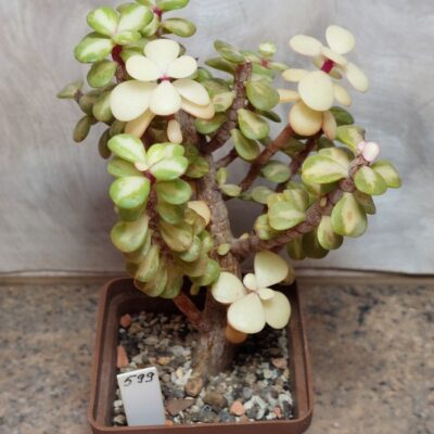599 Portulacaria afra f. variegata