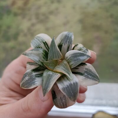 Haworthia Frozen Mirror Variegated