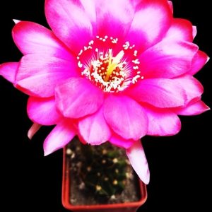 Echinopsis hybrid 9-2004