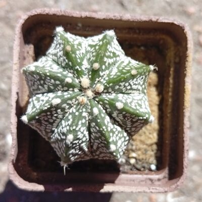 Astrophytum hybr 6