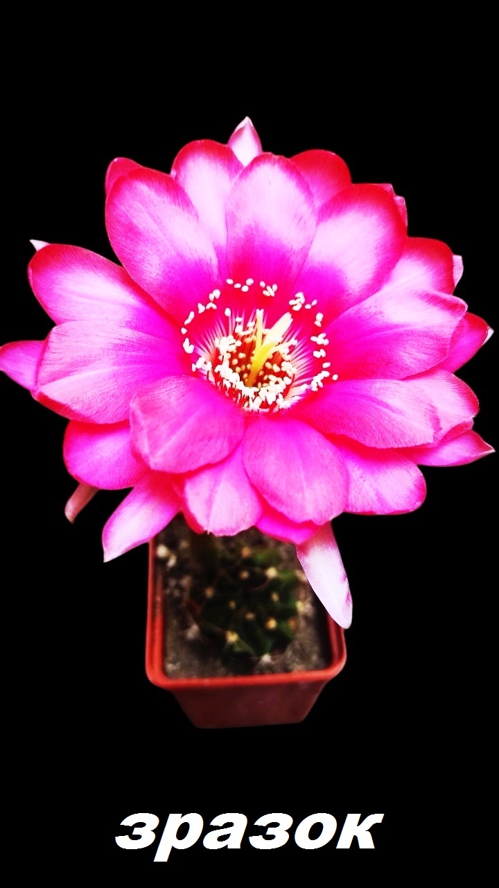Echinopsis hybrid 9-2004