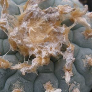 Lophophora decipiens MG насіння