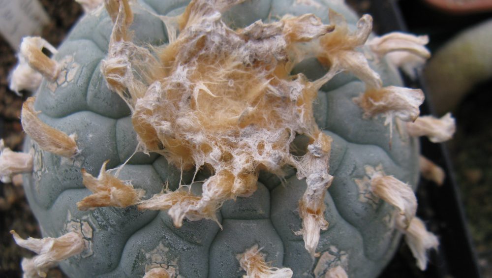 Lophophora decipiens MG насіння