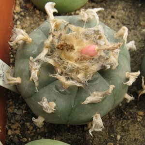 Lophophora williamsii RS278 насіння