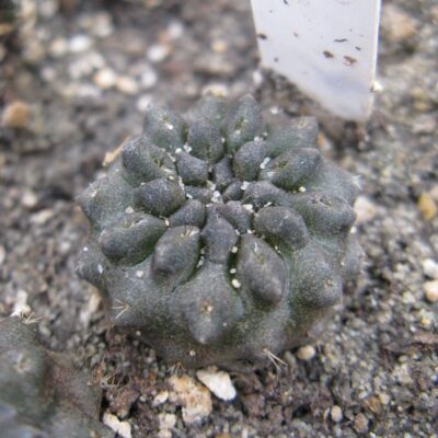 Thelocephala occulta LB
