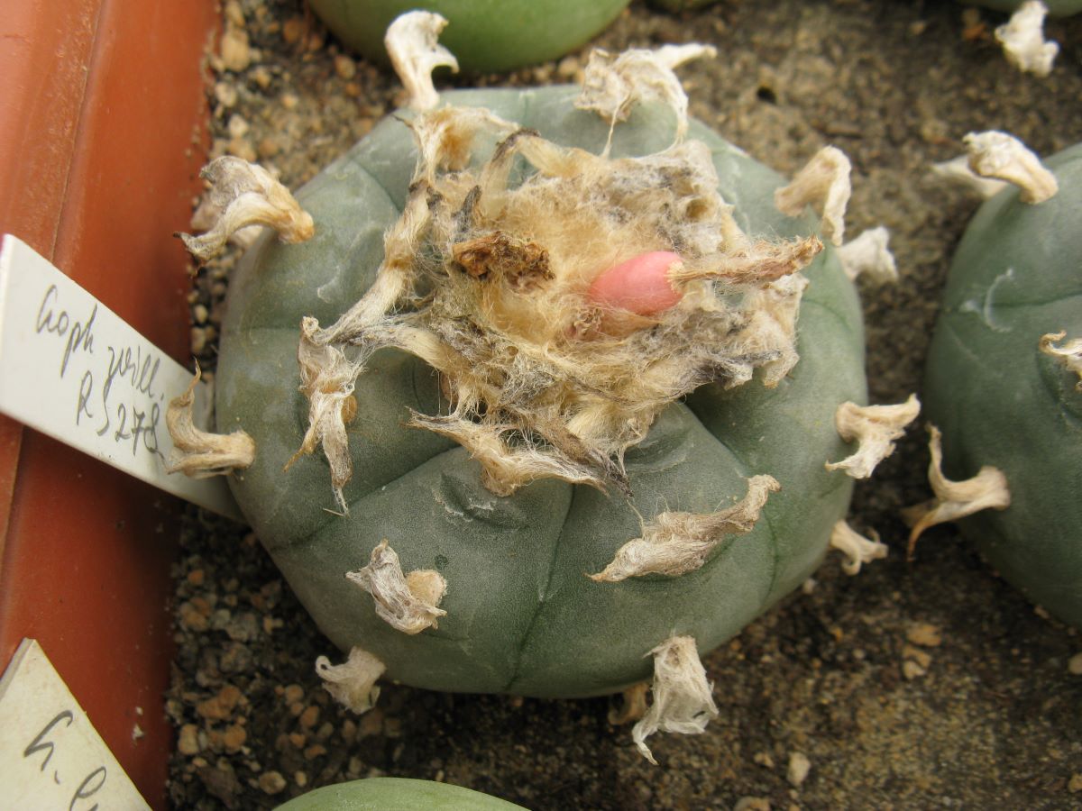 Lophophora williamsii RS278 насіння