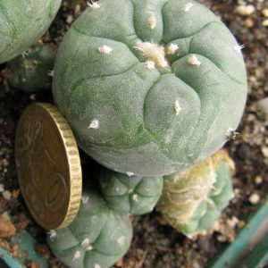 Lophophora jordaniana v caespitosa cl3 #3
